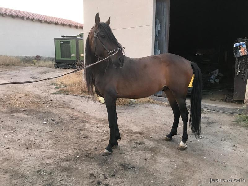 Caballo castaño capado - Caballos Pura Raza Española (P.R.E.) Pura Raza Española