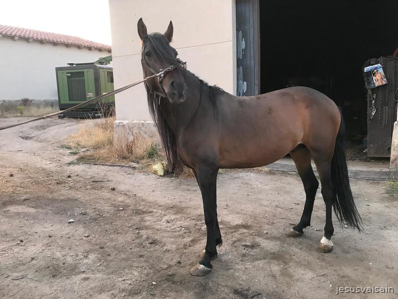 Caballo castaño capado - Pura Raza Española