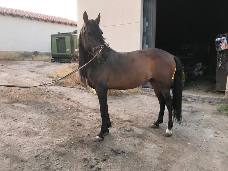 Caballo castaño capado