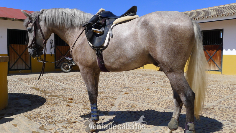 caballo tres sangres in 