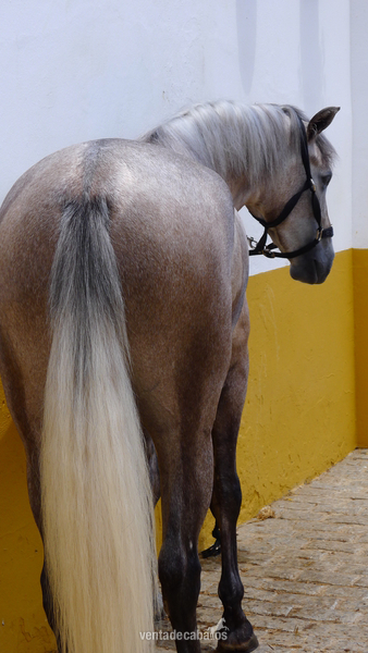 Caballos Capados Cruzado - caballo tres sangres