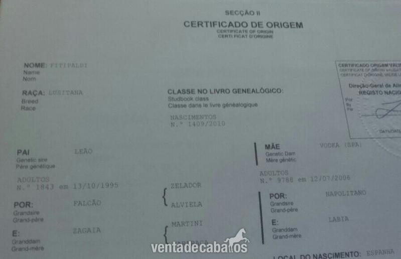 Venta caballo lusitano  in 