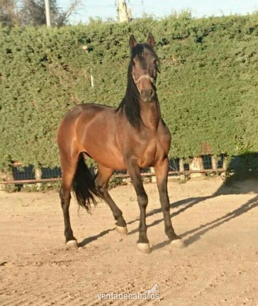 Lusitano