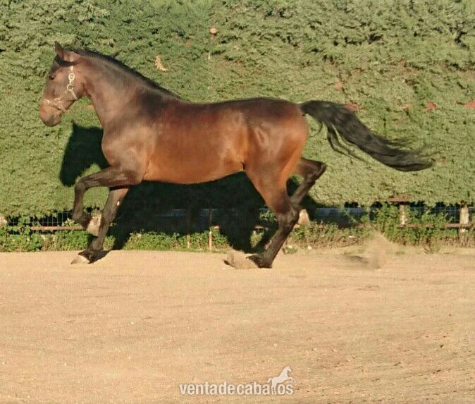 Lusitano {TYPE}
