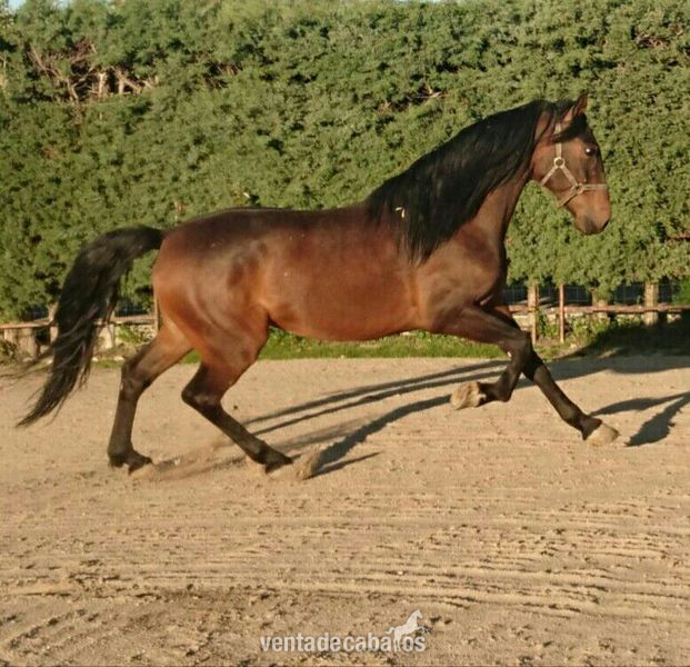 Caballos Capados Lusitano - Venta caballo lusitano 