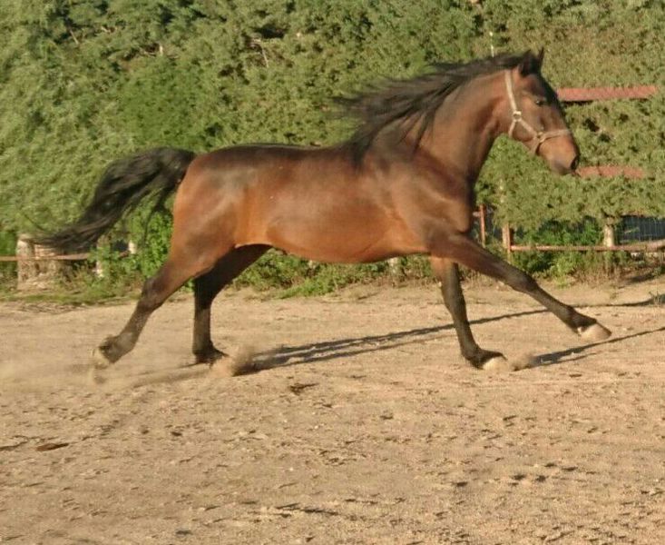 Venta caballo lusitano  - Caballos Capados Lusitano