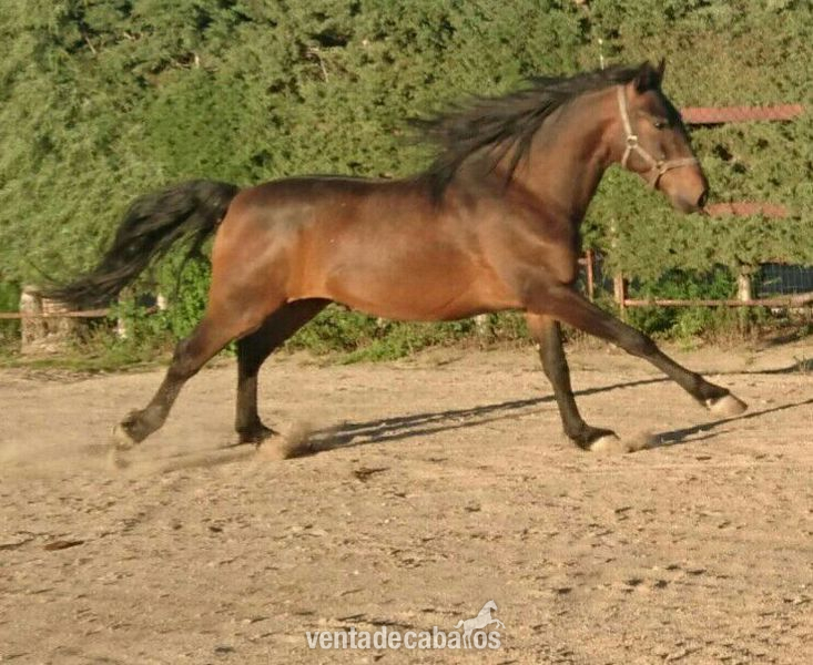 Venta caballo lusitano  - Caballos Capados Lusitano