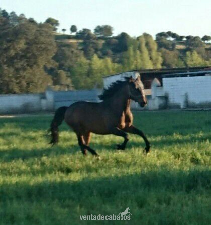 Venta caballo lusitano  - Lusitano