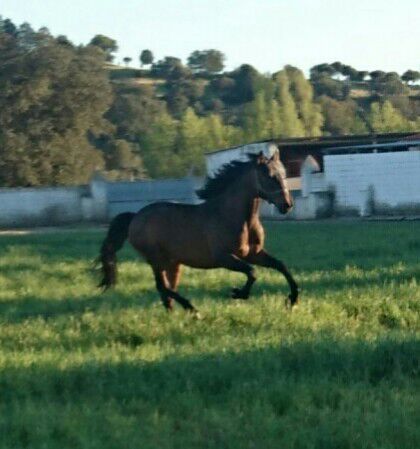 Venta caballo lusitano  - Lusitano