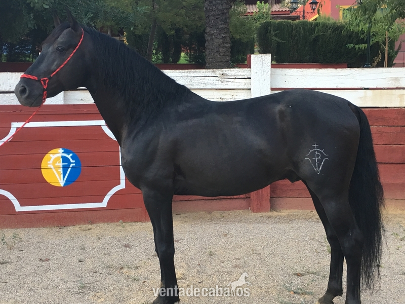 Venta caballo PRE capa negro in 