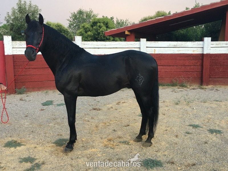 Pura Raza Española {TYPE}