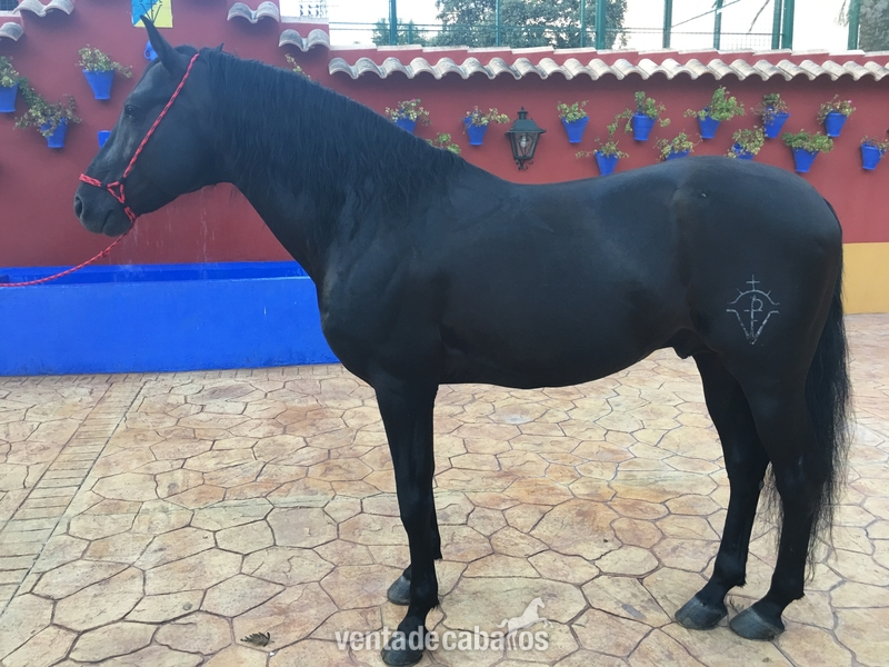 Caballos Pura Raza Española (P.R.E.) Pura Raza Española - Venta caballo PRE capa negro