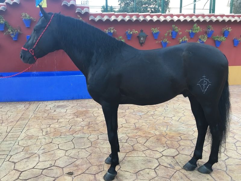 Caballos Pura Raza Española (P.R.E.) Pura Raza Española - Venta caballo PRE capa negro