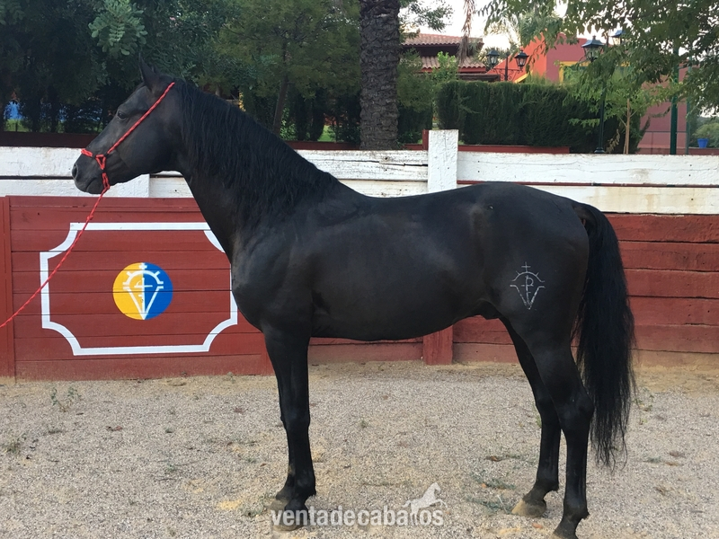 Venta caballo PRE capa negro - Caballos Pura Raza Española (P.R.E.) Pura Raza Española