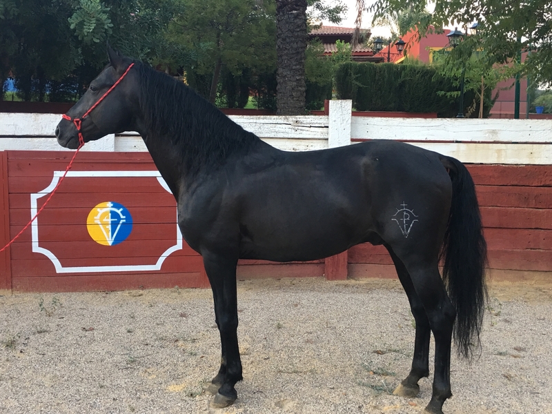 Venta caballo PRE capa negro - Caballos Pura Raza Española (P.R.E.) Pura Raza Española
