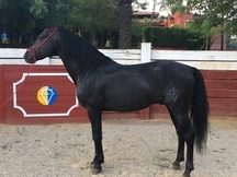 Venta caballo PRE capa negro