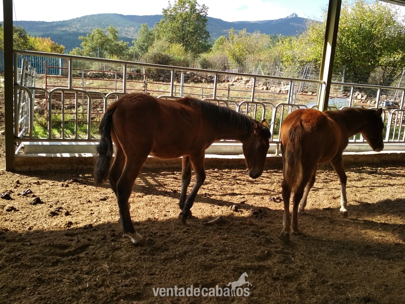 Venta potro y potra castaños in 