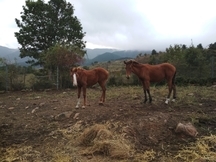 Venta potro y potra castaños