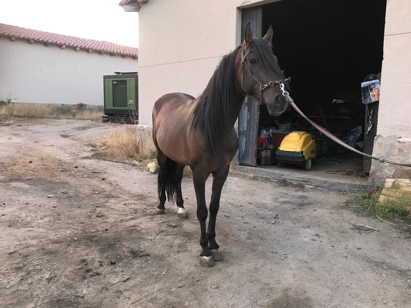 Caballo castaño capado - Caballos Pura Raza Española (P.R.E.)