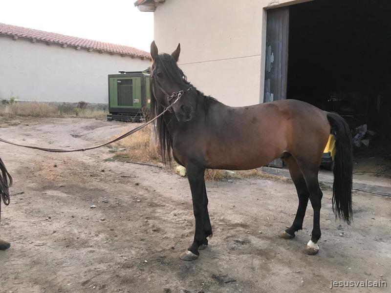 Caballo castaño capado 