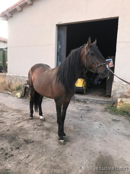 Caballo castaño capado in 