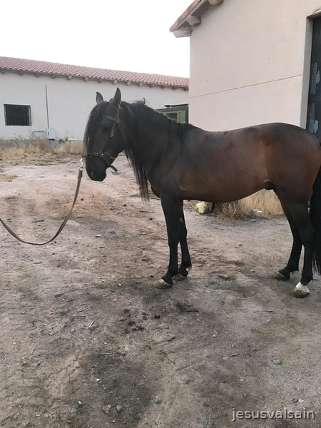 Caballo castaño capado - Caballos Pura Raza Española (P.R.E.)