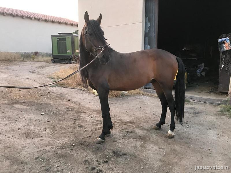 Caballo castaño capado