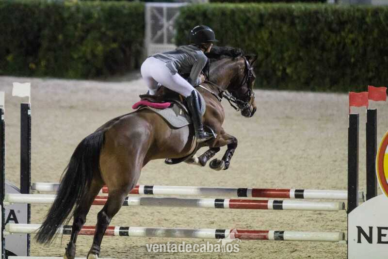 Yeguas KWPN - Preciosa yegua kwpn en venta