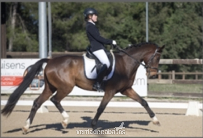 Caballo Centro Europeo en venta (Belissimo / Unique) in 