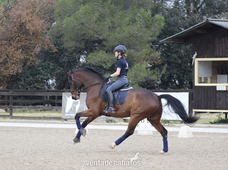 Caballo de Deporte Español (CDE)