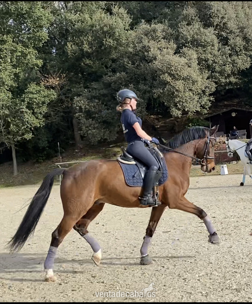 Caballo de Deporte Español (CDE) {TYPE}