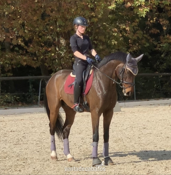 Caballos Capados Caballo de Deporte Español (CDE) - Caballo Centro Europeo en venta (Belissimo / Unique)