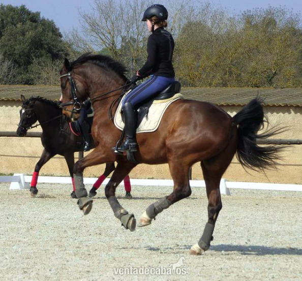 Caballo Centro Europeo en venta (Belissimo / Unique) - Caballos Capados Caballo de Deporte Español (CDE)