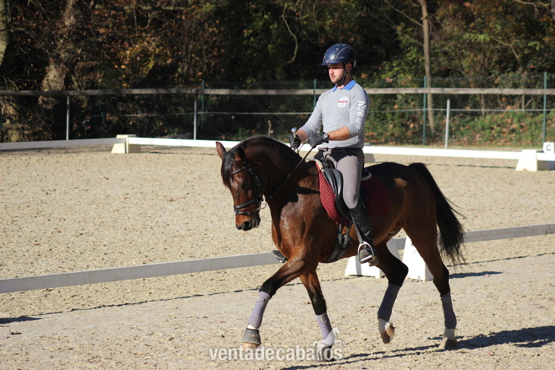Caballo Centro Europeo en venta (Belissimo / Unique) - Caballo de Deporte Español (CDE)