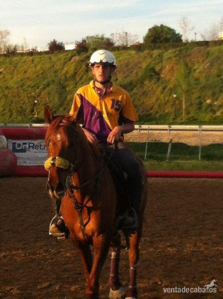 Caballo Anglo arabe in 