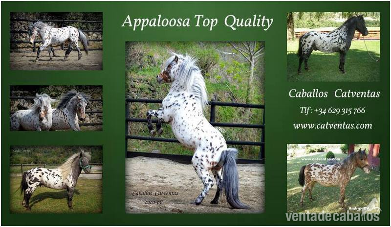 Venta de ponis appaloosa de calidad in 