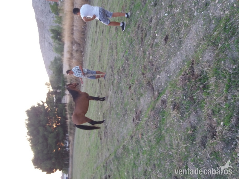 Vendo caballo colorcastaño in 