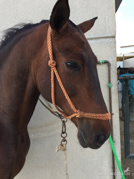 Hispano-Arabe