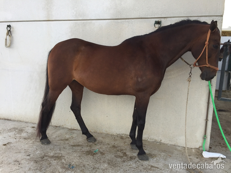 Hispano-Arabe {TYPE}
