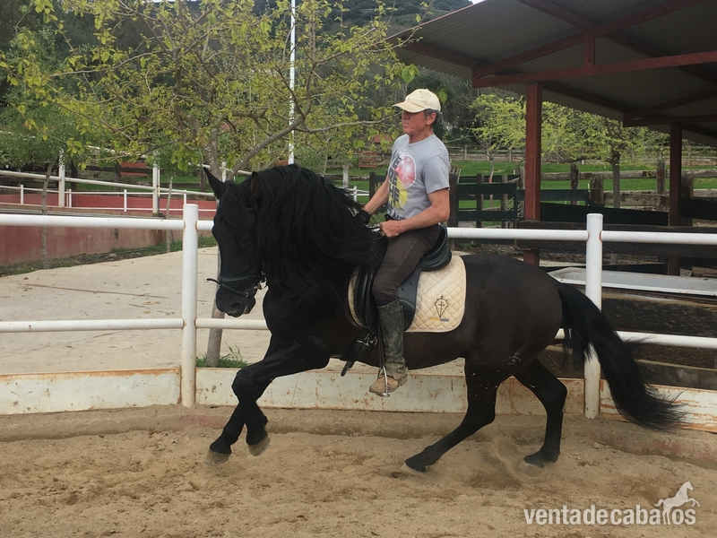 Venta de caballo PRE capa negra in 
