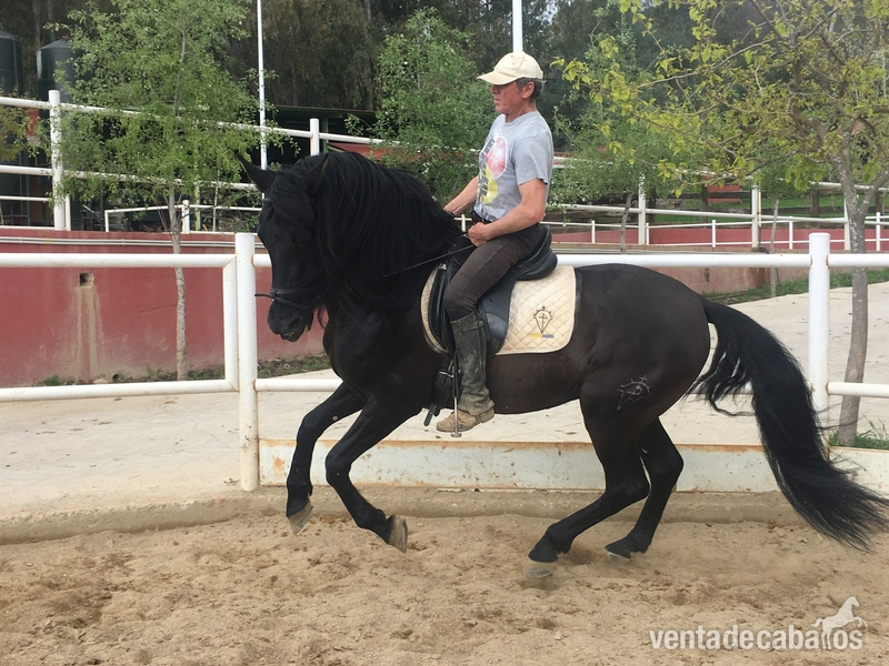 Venta de caballo PRE capa negra - Caballos Pura Raza Española (P.R.E.) in 