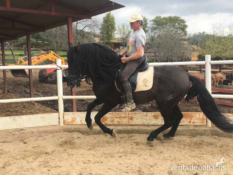 Caballos Pura Raza Española (P.R.E.) Pura Raza Española - Venta de caballo PRE capa negra