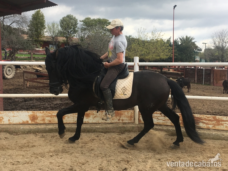 Venta de caballo PRE capa negra - Caballos Pura Raza Española (P.R.E.) Pura Raza Española