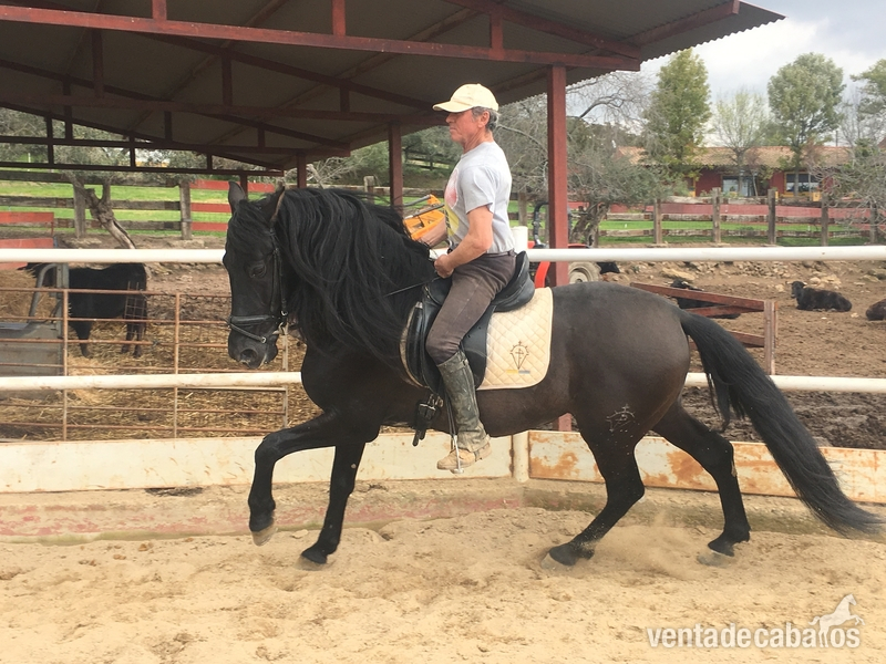 Venta de caballo PRE capa negra - Pura Raza Española