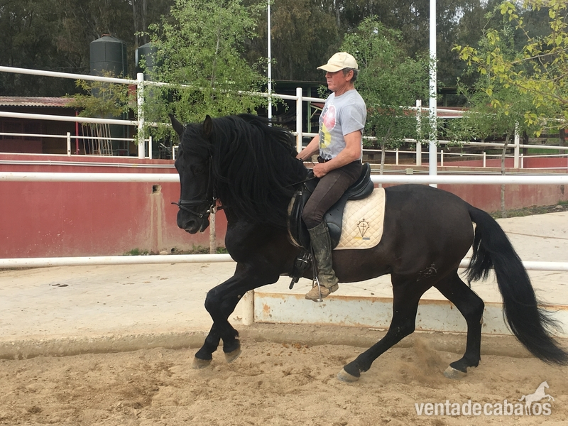 Venta de caballo PRE capa negra - Caballos Pura Raza Española (P.R.E.)
