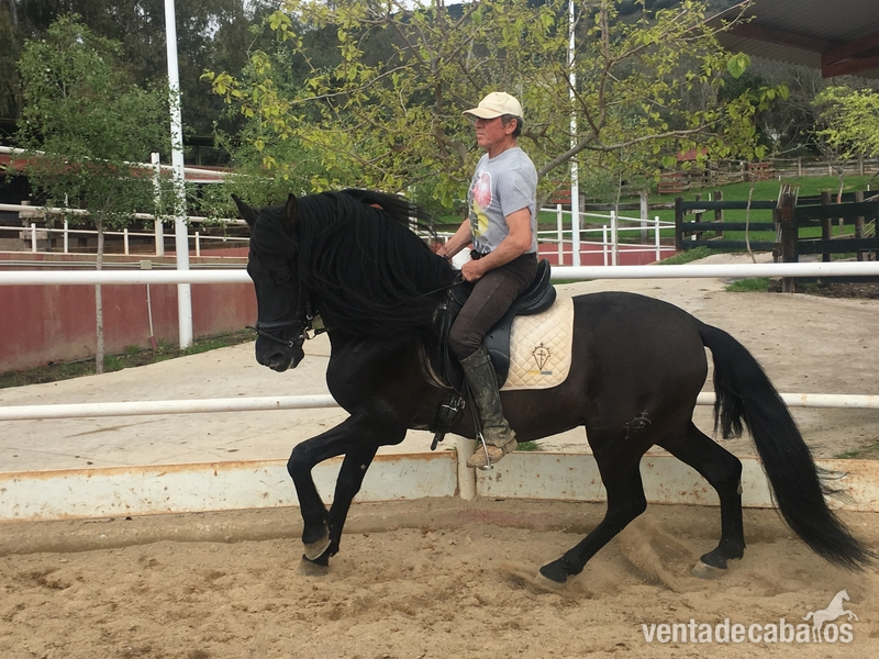 Venta de caballo PRE capa negra