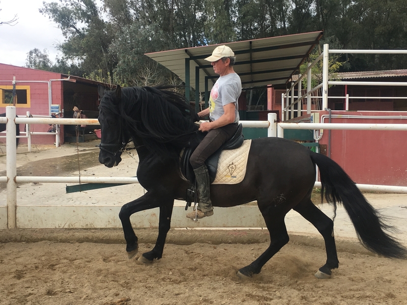  Venta de caballo PRE capa negra