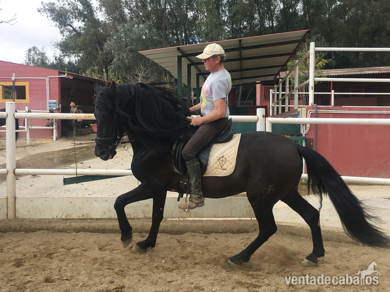  Venta de caballo PRE capa negra