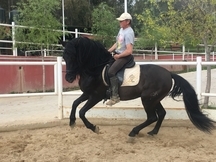 Venta de caballo PRE capa negra