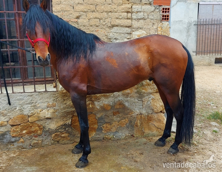 Se vende lusitano in 